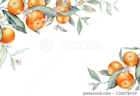 Watercolor frame illustration orange tangarine and green leaves isolated on white background. border hand painted natural plant twigs with fresh citrus fruits for design. Banner with mandarin branches Watercolor frame illustration orange tangarine and green leaves isolated on white background. border hand painted natural plant twigs with fresh citrus fruits for design. Banner with mandarin branches 110078410