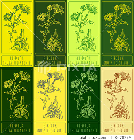 Set vector drawing of ELFDOCK in various colors. Hand drawn illustration. Latin name INULA HELENIUM L. 110078759