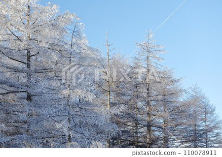 Frozen trees, hoarfrost 110078911