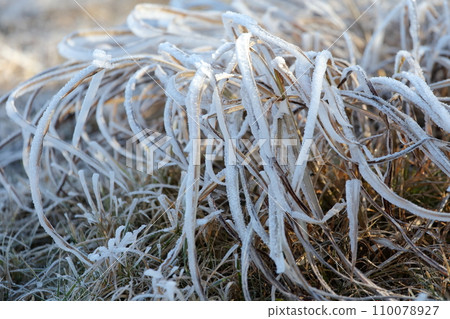 frozen grass leaves frozen grass leaves 110078927