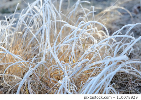 冰凍的草葉 110078929