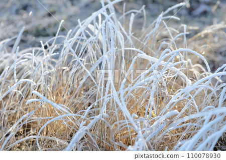 冰凍的草葉 110078930