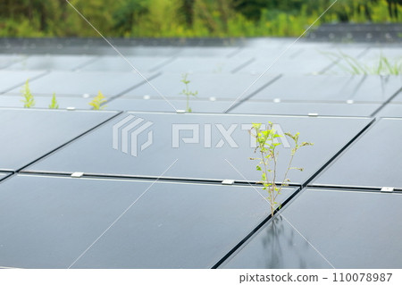 Grass growing through the gap between solar panels 110078987