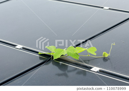 Grass growing through the gap between solar panels Grass growing through the gap between solar panels 110078999