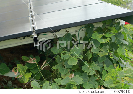 太陽能發電廠雜草叢生 110079018