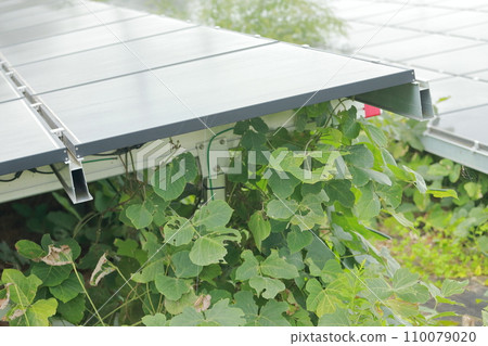 太陽能發電廠雜草叢生 太陽能發電廠雜草叢生 110079020