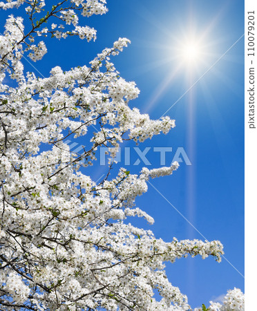 Spring cherry blossoms and sun on blue sky. Vertical photo. 110079201