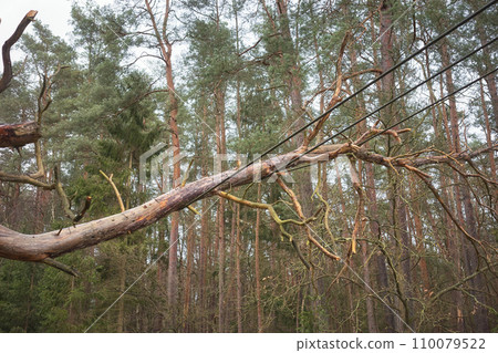 Fallen tree on power and communication lines in a forest, selective focus. Fallen tree on power and communication lines in a forest, selective focus. 110079522