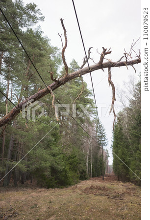 Fallen tree on power and communication lines in a forest, selective focus. Fallen tree on power and communication lines in a forest, selective focus. 110079523