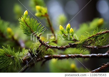New spring shoots on a tree branch 110079543
