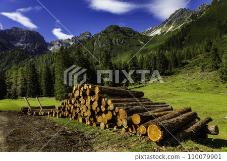 Felled tree trunks Felled tree trunks 110079901