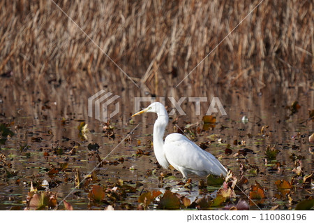 A white egret goes into a pond and eats a big fish. 110080196