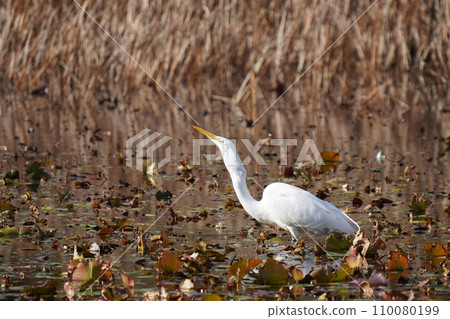 A white egret goes into a pond and eats a big fish. 110080199