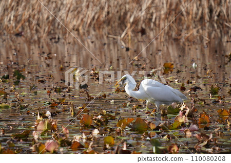 一隻白鷺走進池塘，吃掉了一條大魚。 110080208