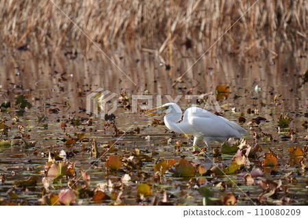A white egret goes into a pond and eats a big fish. 110080209