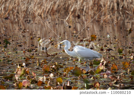 A white egret goes into a pond and eats a big fish. 110080210