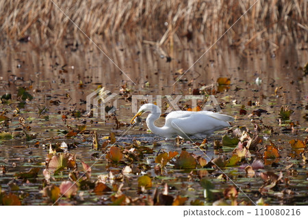 A white egret goes into a pond and eats a big fish. 110080216