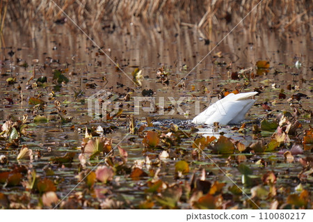 一隻白鷺走進池塘,吃掉了一條大魚。 一隻白鷺走進池塘,吃掉了一條大魚。 110080217