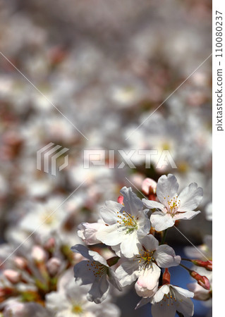 Background material photo of a close-up of cherry blossoms in full bloom 110080237