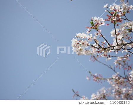 Sakura that shines in the blue sky Sakura that shines in the blue sky 110080323