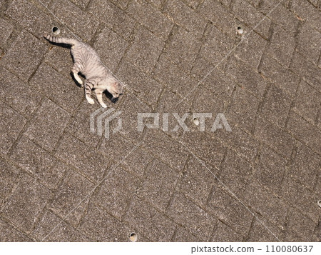 貓咪從牆上爬下來 110080637