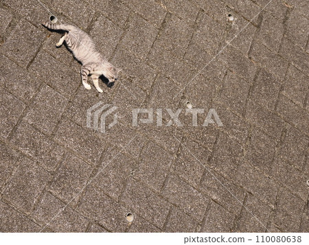 貓咪從牆上爬下來 110080638