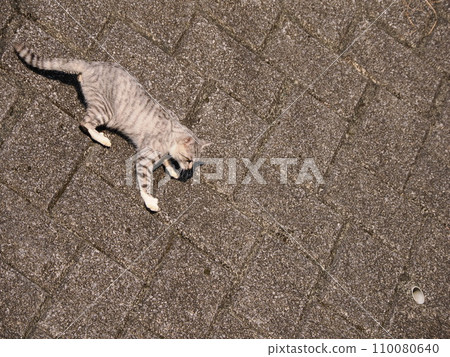 貓咪從牆上爬下來 貓咪從牆上爬下來 110080640