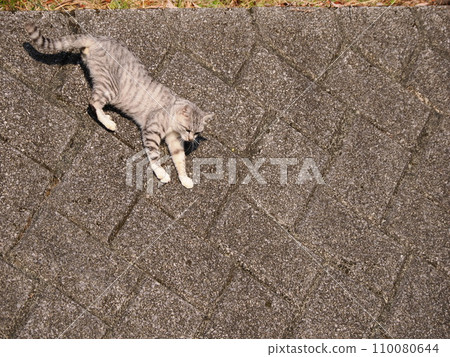 貓咪從牆上爬下來 110080644