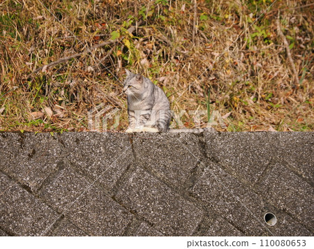 cat climbing down the wall cat climbing down the wall 110080653