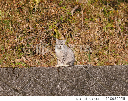 cat climbing down the wall 110080656