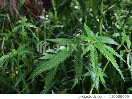 A stylish illustration of a cute cannabis baby leaf (cannabis) that grows in harmony with weeds. A stylish illustration of a cute cannabis baby leaf (cannabis) that grows in harmony with weeds. 110080699