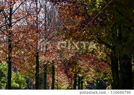 Autumn leaves of Hirosaka American maple Autumn leaves of Hirosaka American maple 110080790