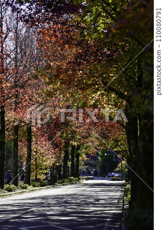 Autumn leaves of Hirosaka American maple Autumn leaves of Hirosaka American maple 110080791