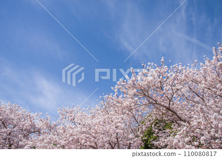 Fresh blue sky and cherry blossoms in full bloom Fresh blue sky and cherry blossoms in full bloom 110080817