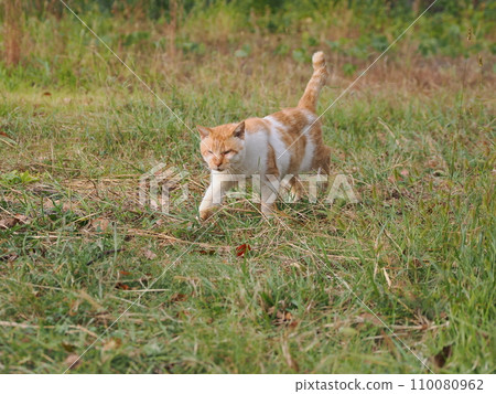 Cat relaxing in the park Cat relaxing in the park 110080962