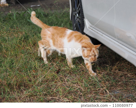 Cat relaxing in the park Cat relaxing in the park 110080977