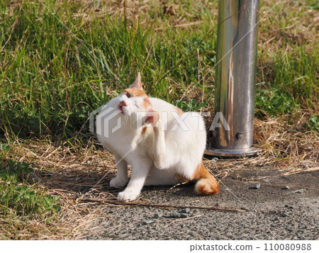 Cat relaxing in the park Cat relaxing in the park 110080988
