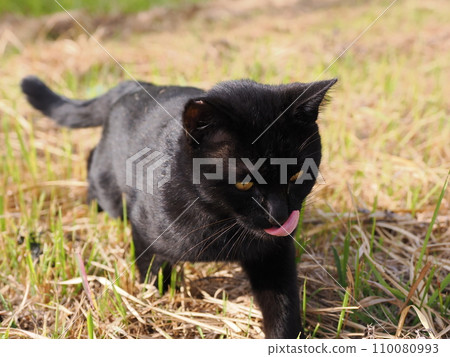 Cat relaxing in the park Cat relaxing in the park 110080993