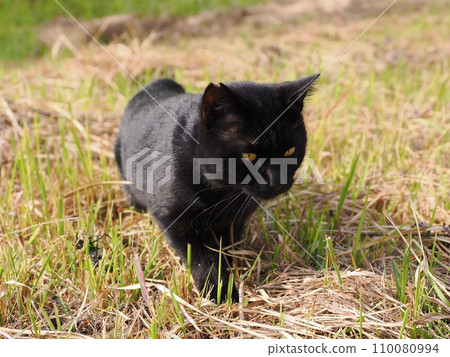 Cat relaxing in the park Cat relaxing in the park 110080994