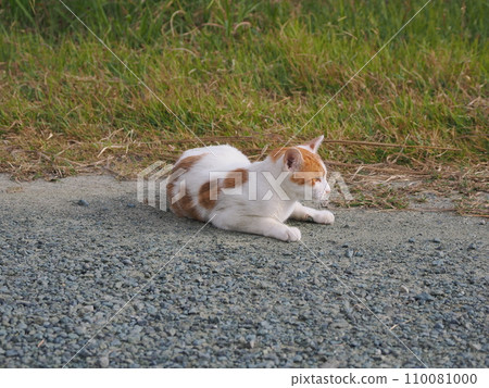 Cat relaxing in the park Cat relaxing in the park 110081000