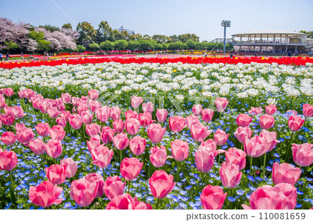 Beautiful spring scenery with cherry blossoms in full bloom and colorful tulips [Nabana no Sato, Mie Prefecture] 110081659