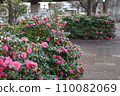茶花 110082069