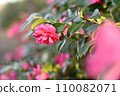 茶花 110082071