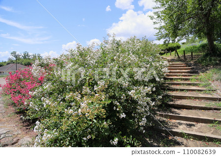 Issai sulpeberry flowers 110082639