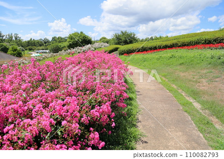 Issai sulpeberry flowers 110082793