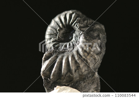 Ammonite/Raericeras Ammonite/Raericeras 110083544