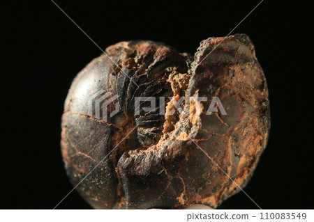 菊石的化石 110083549