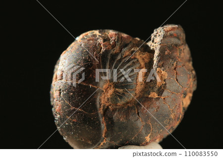 菊石的化石 110083550