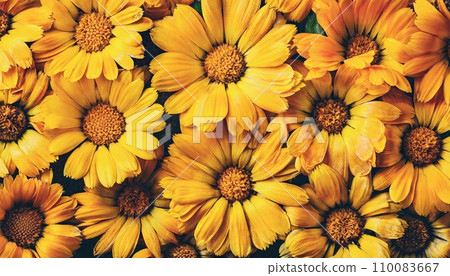 Pin by Eliane Soares on Planos de fundo | Flower iphone wallpaper, Yellow  flowers, Iphone wallpaper yellow