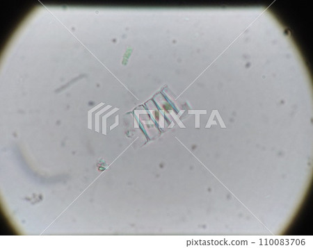 Diatoms visible in the water 110083706